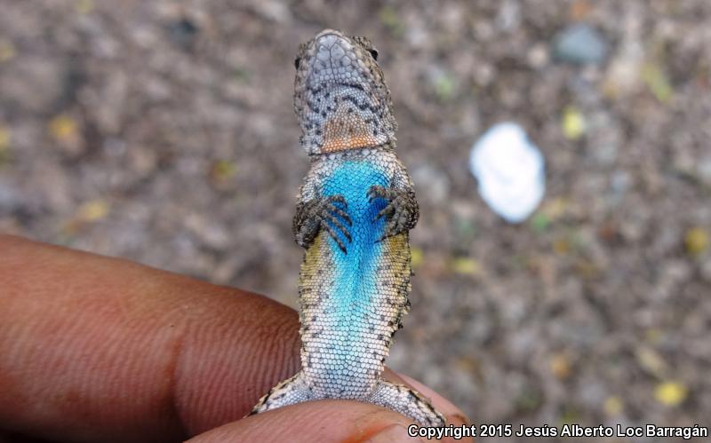 Tropical Tree Lizard (Urosaurus bicarinatus)