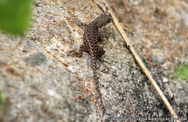 Nelson's Spiny Lizard (Sceloporus nelsoni)