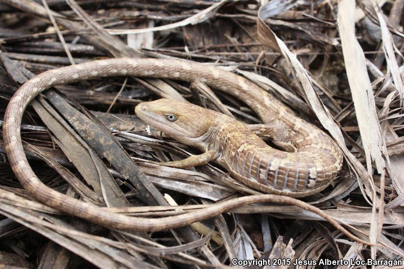 Weigman's Alligator Lizard (Gerrhonotus liocephalus)