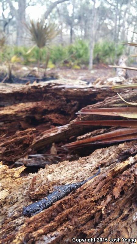 Ocmulgee Slimy Salamander (Plethodon ocmulgee)