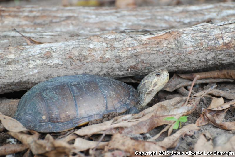 Mexican Mud Turtle (Kinosternon integrum)