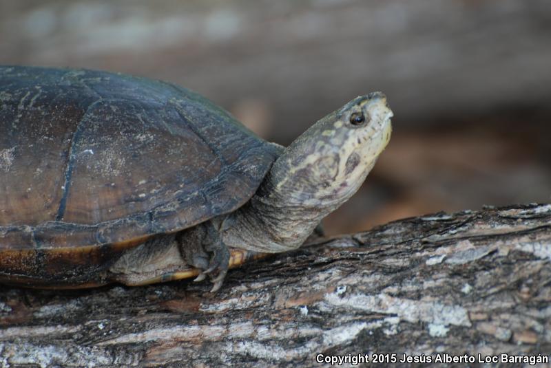 Mexican Mud Turtle (Kinosternon integrum)