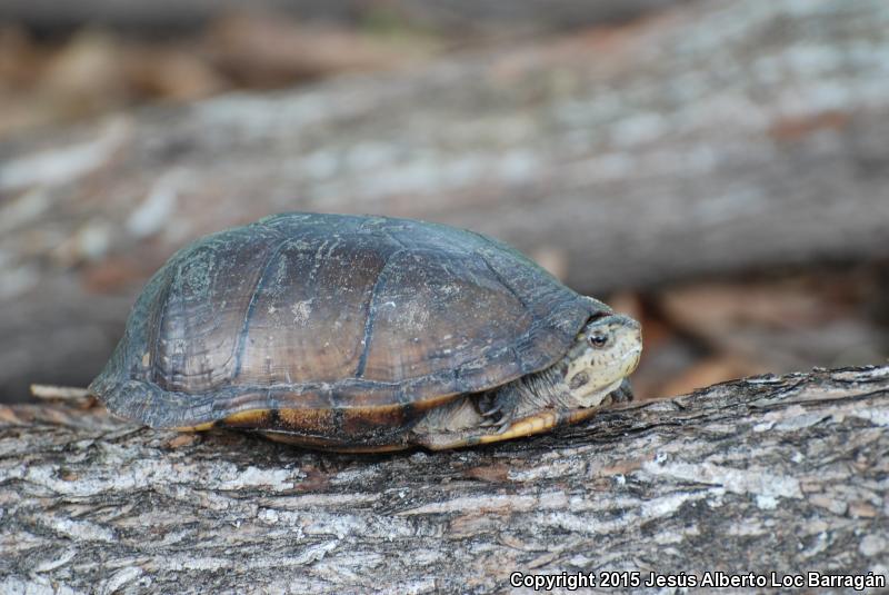 Mexican Mud Turtle (Kinosternon integrum)