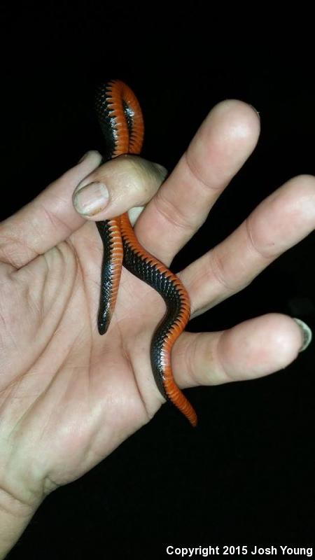 South Florida Swampsnake (Seminatrix pygaea cyclas)