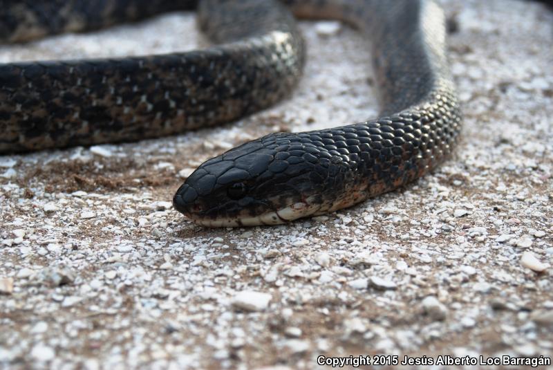 Mexican West Coast Cribo (Drymarchon melanurus rubidus)