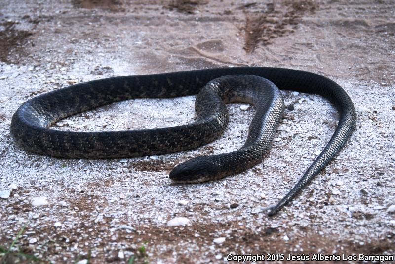 Mexican West Coast Cribo (Drymarchon melanurus rubidus)