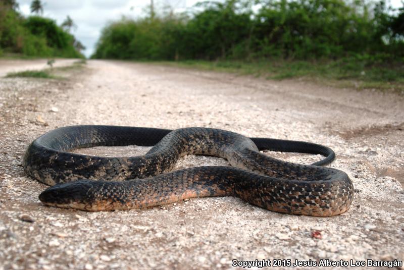 Mexican West Coast Cribo (Drymarchon melanurus rubidus)