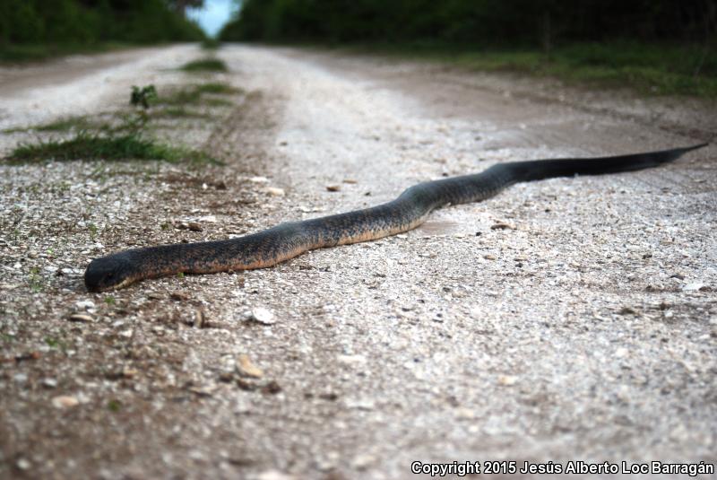 Mexican West Coast Cribo (Drymarchon melanurus rubidus)