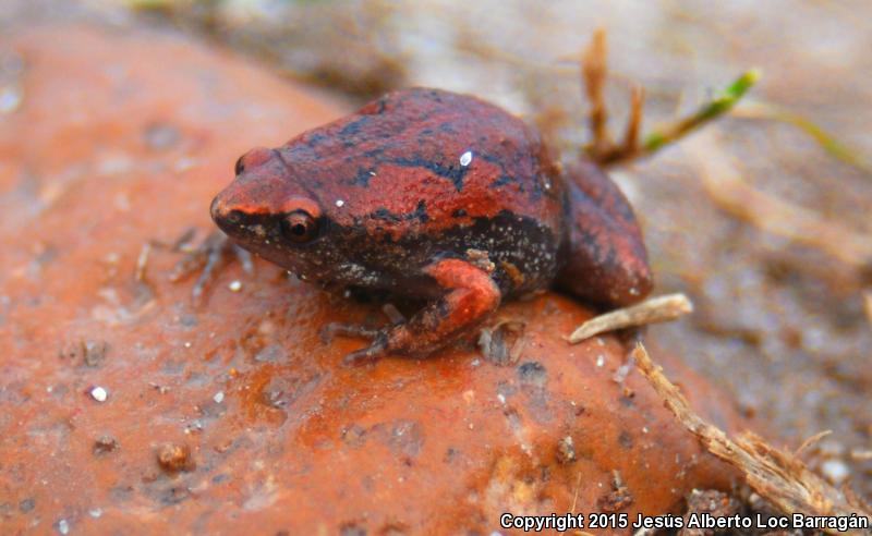 Two-spaded Narrow-mouthed Toad (Gastrophryne usta)