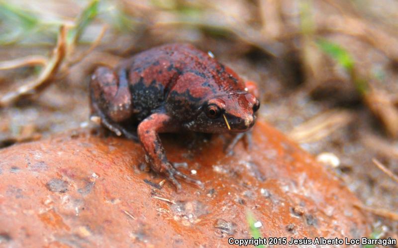 Two-spaded Narrow-mouthed Toad (Gastrophryne usta)