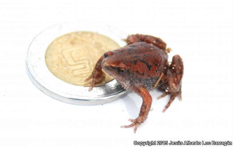 Two-spaded Narrow-mouthed Toad (Gastrophryne usta)