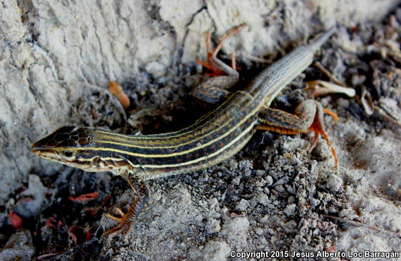 Western México Whiptail (Aspidoscelis costata)