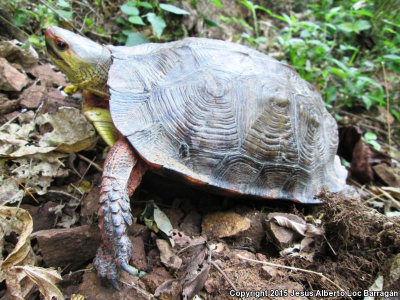 Painted Wood Turtle (Rhinoclemmys pulcherrima)