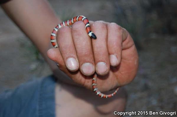 St. Helena Mountain Kingsnake (Lampropeltis zonata zonata)