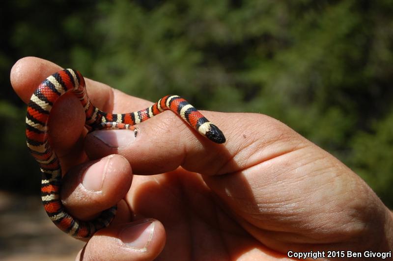 St. Helena Mountain Kingsnake (Lampropeltis zonata zonata)