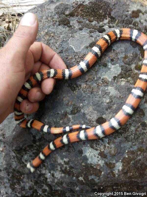 St. Helena Mountain Kingsnake (Lampropeltis zonata zonata)