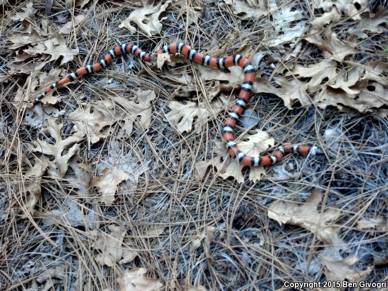 St. Helena Mountain Kingsnake (Lampropeltis zonata zonata)