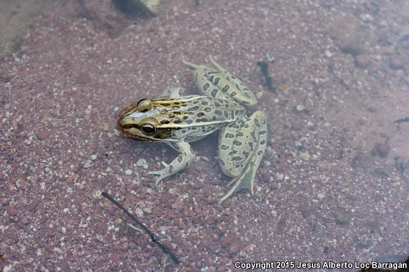 Forrer's Grass Frog (Lithobates forreri)