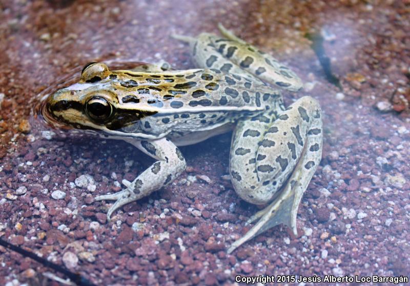 Forrer's Grass Frog (Lithobates forreri)