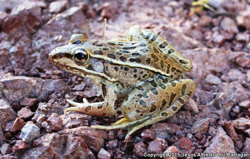 Forrer's Grass Frog (Lithobates forreri)