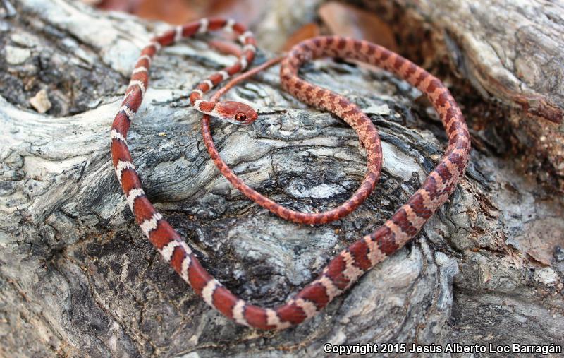 Central American Tree Snake (Imantodes gemmistratus)
