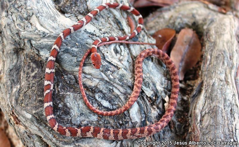 Central American Tree Snake (Imantodes gemmistratus)