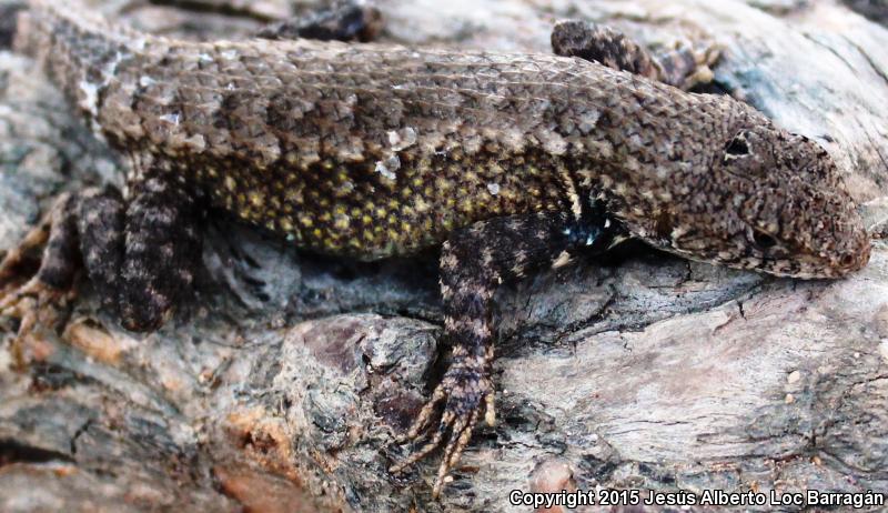 Nelson's Spiny Lizard (Sceloporus nelsoni)