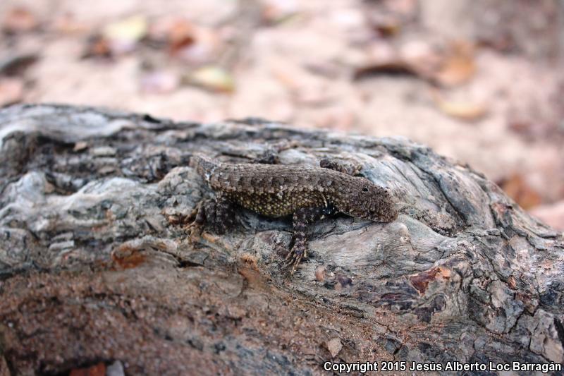 Nelson's Spiny Lizard (Sceloporus nelsoni)