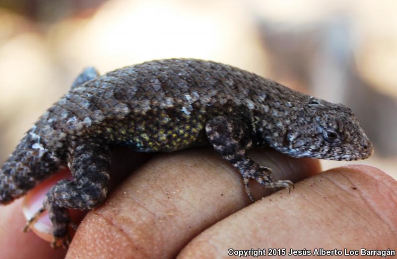 Nelson's Spiny Lizard (Sceloporus nelsoni)