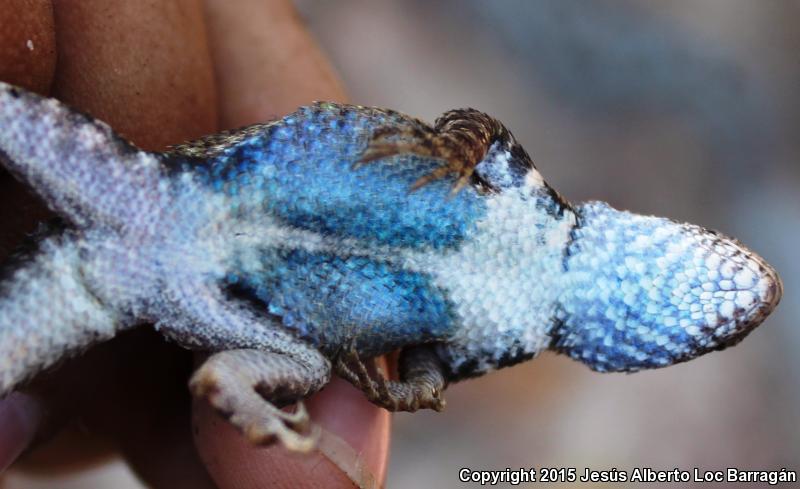 Nelson's Spiny Lizard (Sceloporus nelsoni)