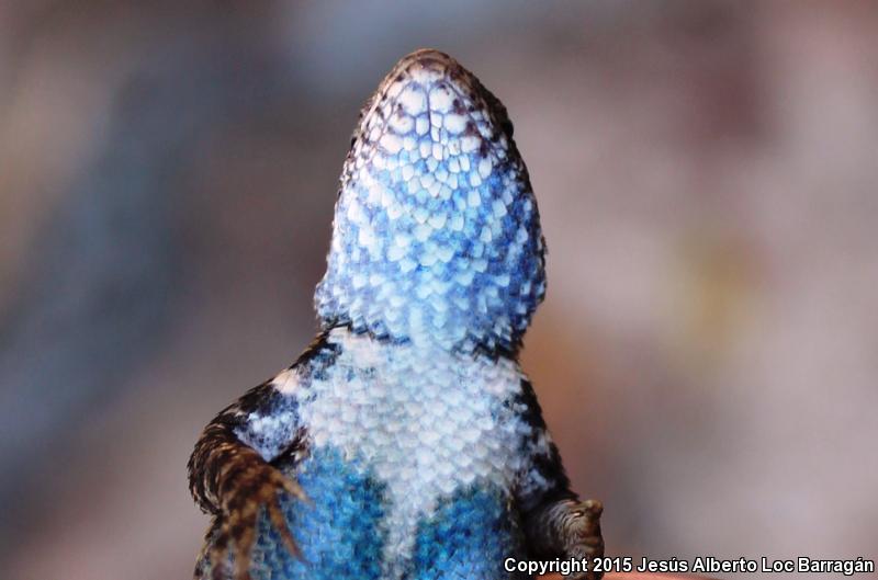 Nelson's Spiny Lizard (Sceloporus nelsoni)