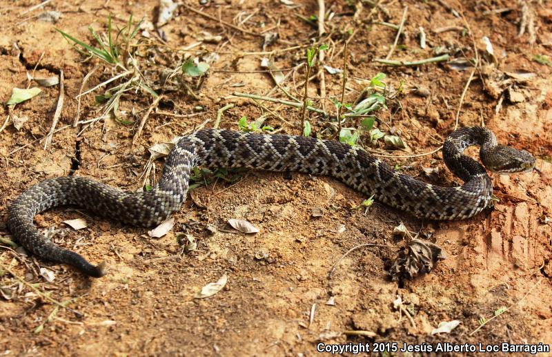 Mexican West Coast Rattlesnake (Crotalus basiliscus)