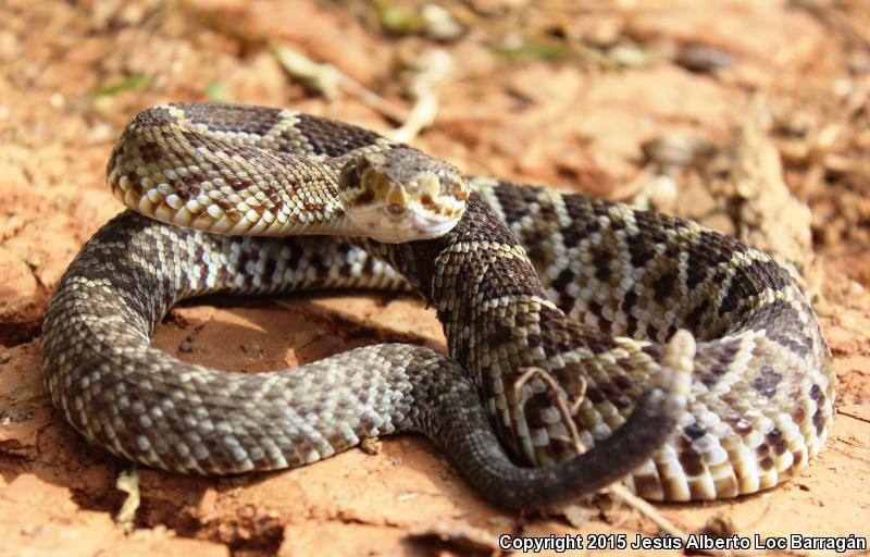 Mexican West Coast Rattlesnake (Crotalus basiliscus)