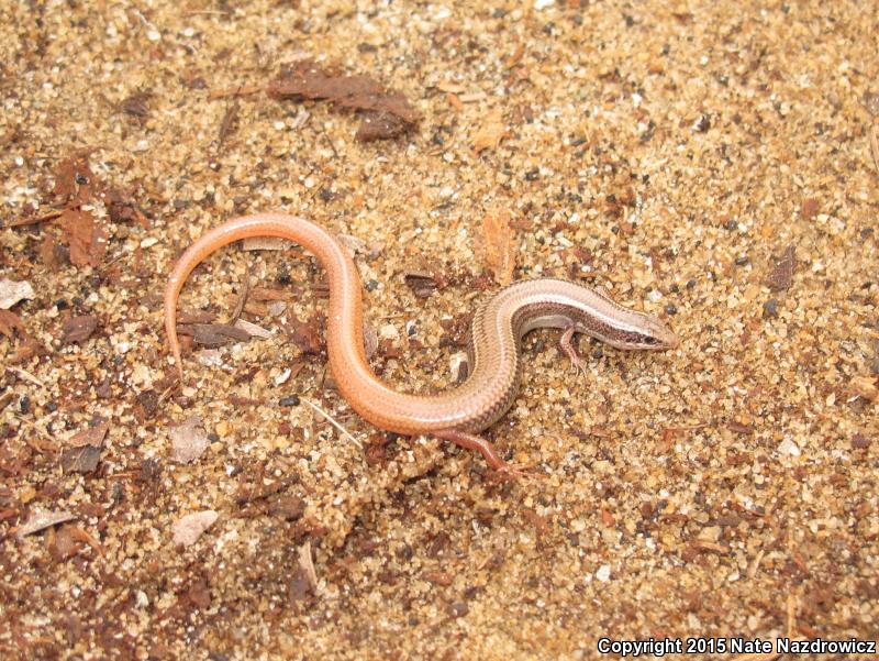 Peninsula Mole Skink (Plestiodon egregius onocrepis)