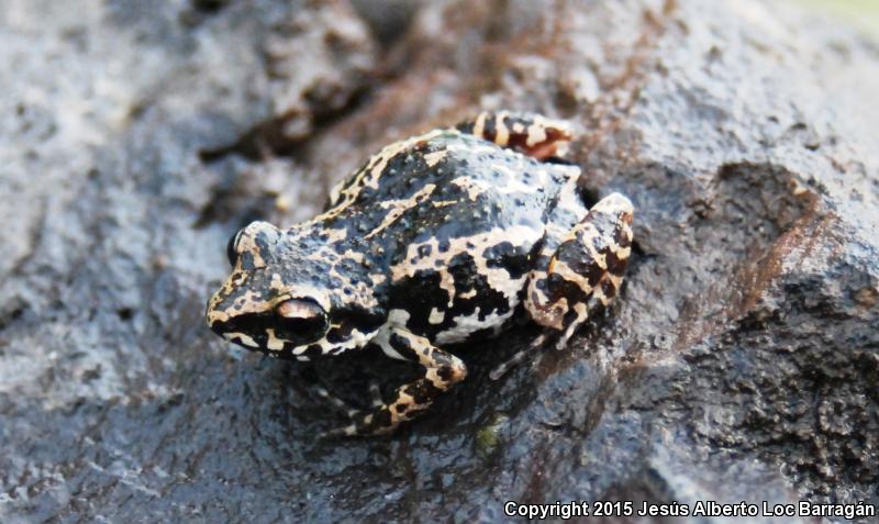 Shiny Peeping Frog (Eleutherodactylus nitidus)