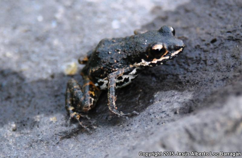 Shiny Peeping Frog (Eleutherodactylus nitidus)