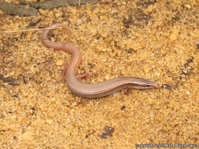 Peninsula Mole Skink (Plestiodon egregius onocrepis)