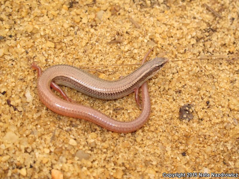 Peninsula Mole Skink (Plestiodon egregius onocrepis)