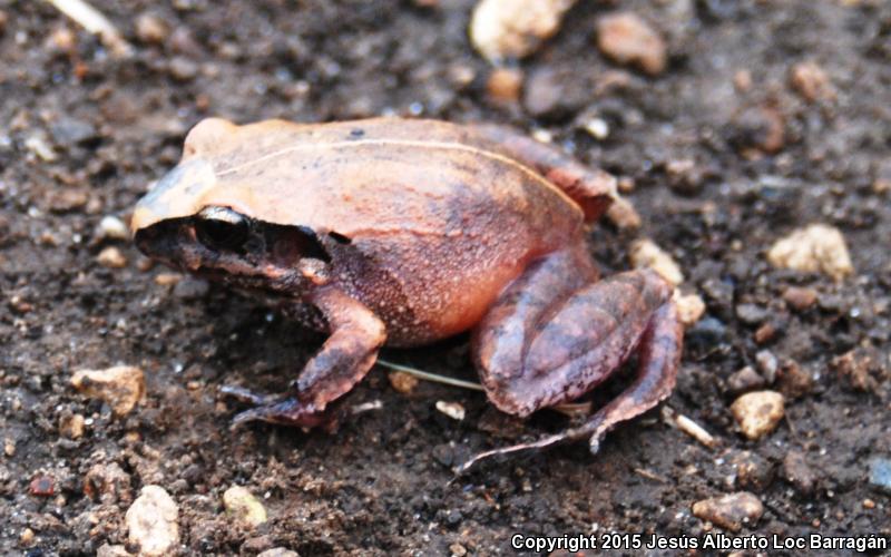 Taylor's Barking Frog (Craugastor occidentalis)