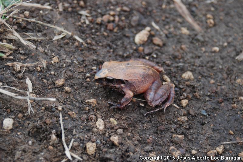 Taylor's Barking Frog (Craugastor occidentalis)