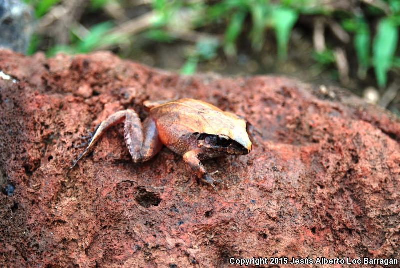 Taylor's Barking Frog (Craugastor occidentalis)