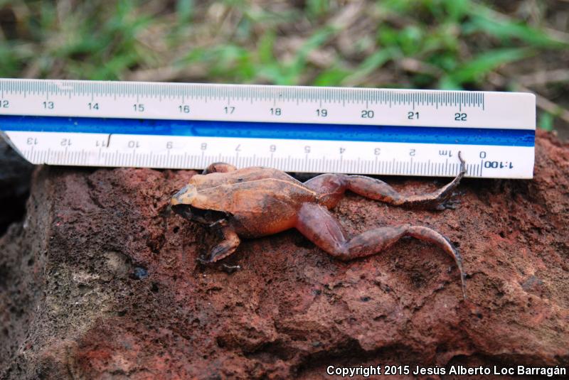 Taylor's Barking Frog (Craugastor occidentalis)