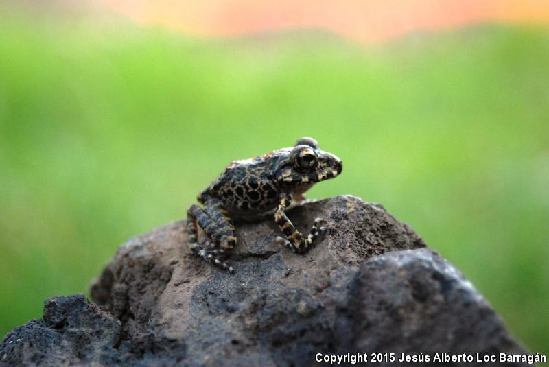 Barking Frog (Craugastor augusti)