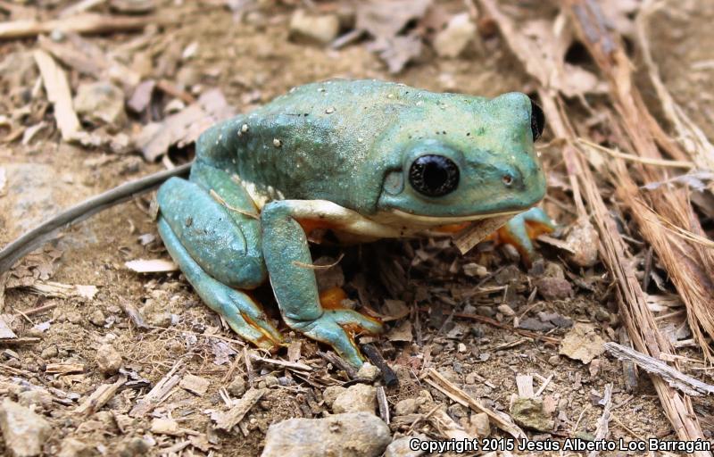 Mexican Leaf Frog (Pachymedusa dacnicolor)