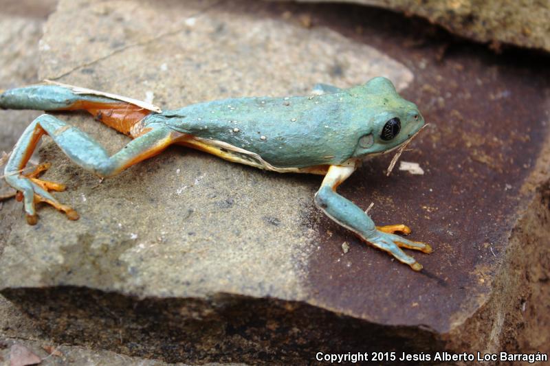 Mexican Leaf Frog (Pachymedusa dacnicolor)