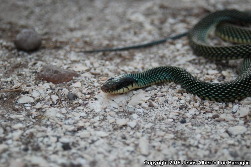 Speckled Racer (Drymobius margaritiferus)