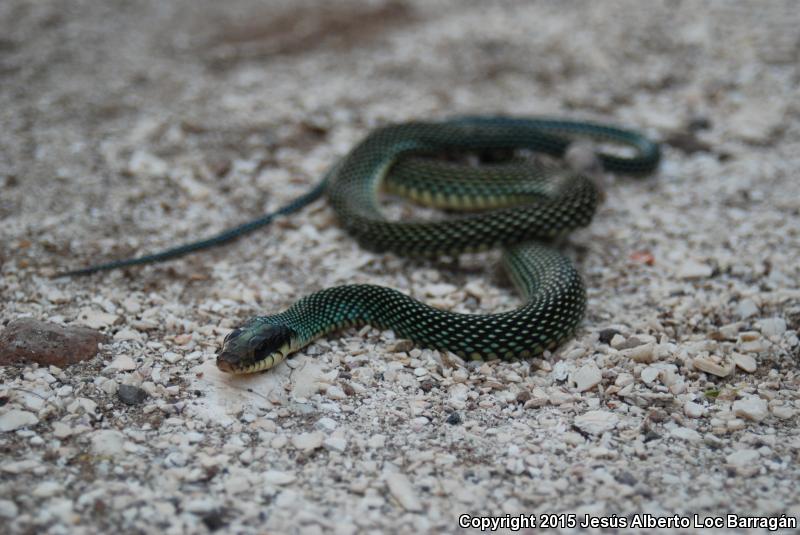 Speckled Racer (Drymobius margaritiferus)