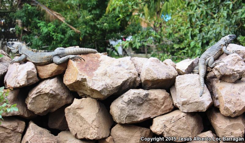 Mexican Spiny-tailed Iguana (Ctenosaura pectinata)