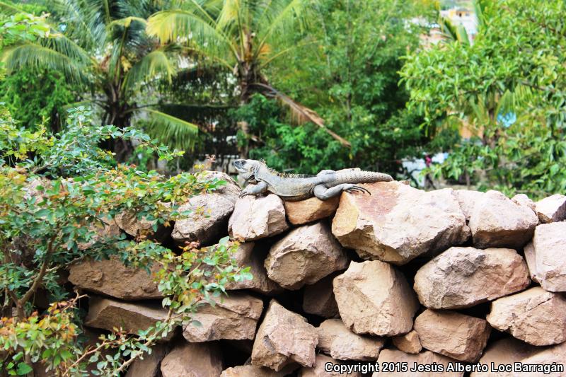 Mexican Spiny-tailed Iguana (Ctenosaura pectinata)