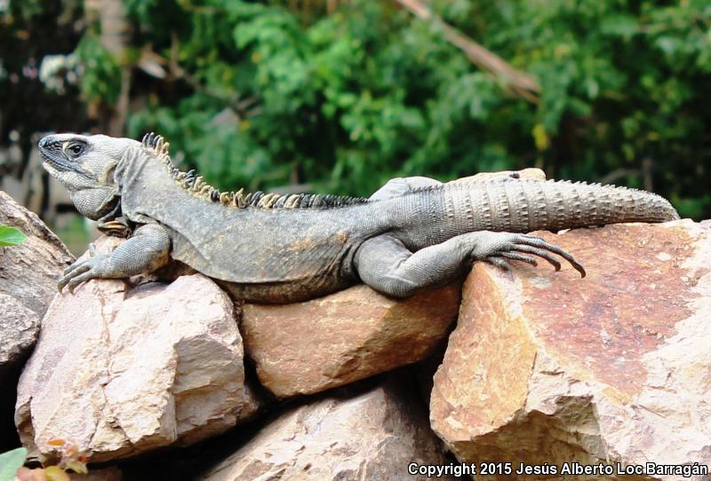 Mexican Spiny-tailed Iguana (Ctenosaura pectinata)